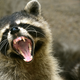 Illustration for article titled Harlem's Terrorist Raccoons Are Eating Pets, Have No Chill